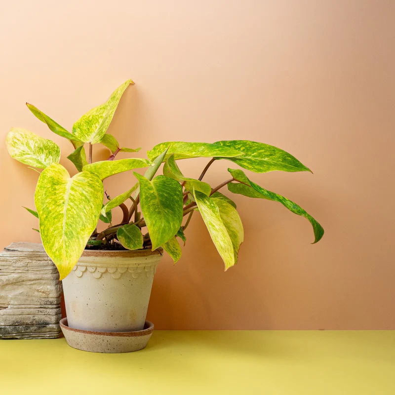 PHILODENDRON PAINTED LADY