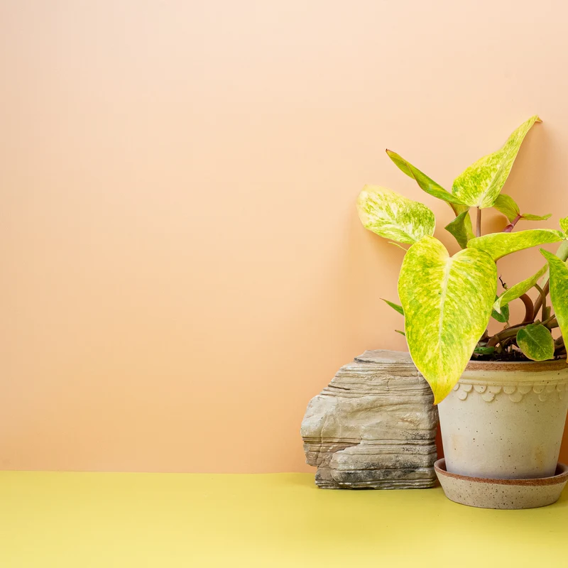 PHILODENDRON PAINTED LADY