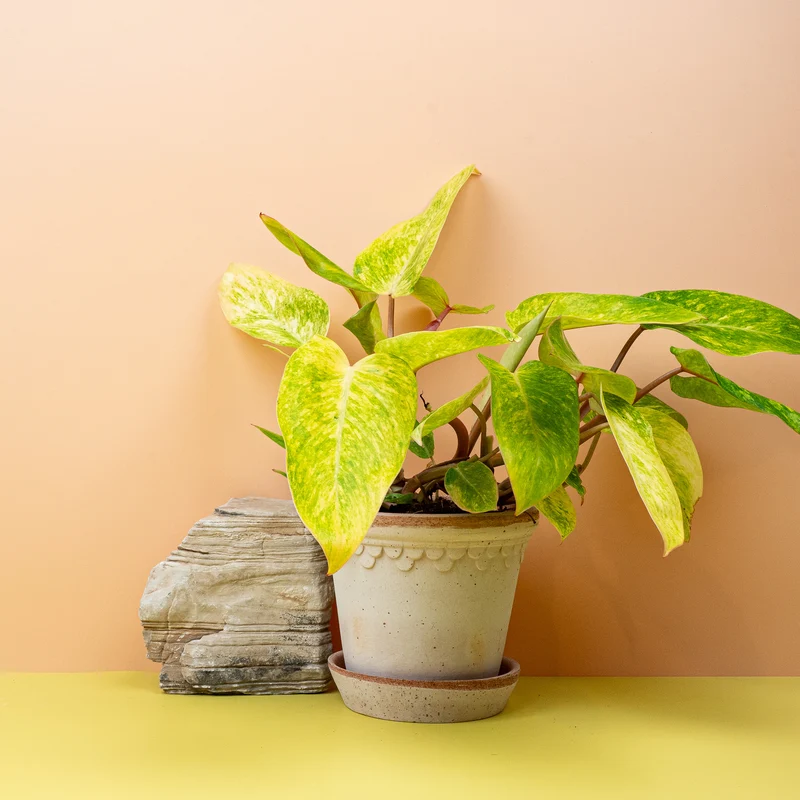 PHILODENDRON PAINTED LADY