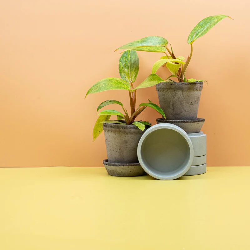 PHILODENDRON PAINTED LADY