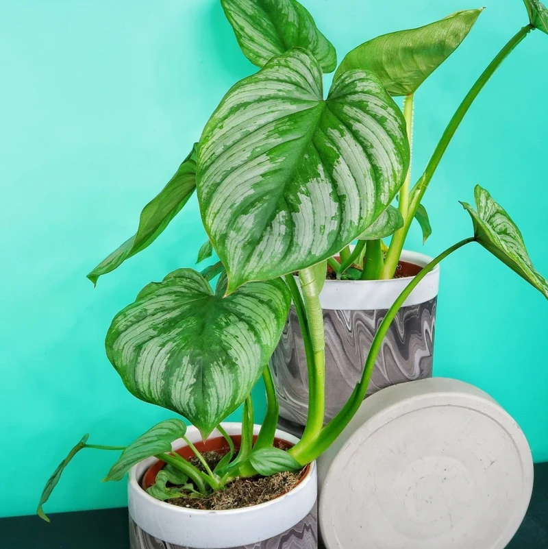 PHILODENDRON MAMEI