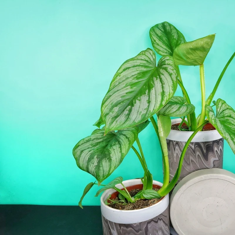 PHILODENDRON MAMEI