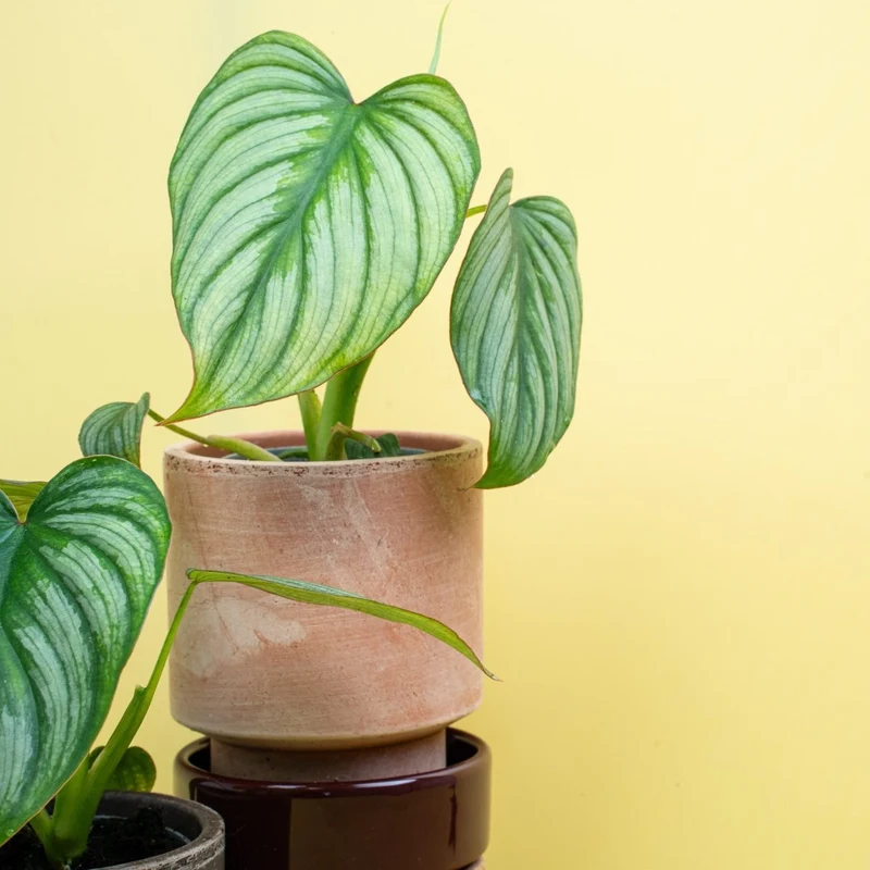 PHILODENDRON MAMEI