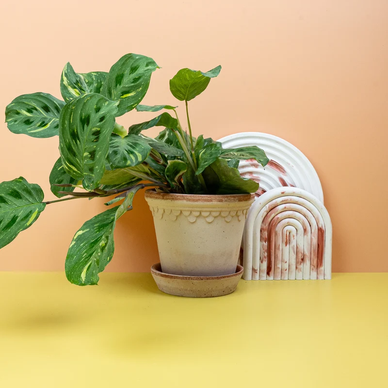 MARANTA KERCHOVEANA VARIEGATA