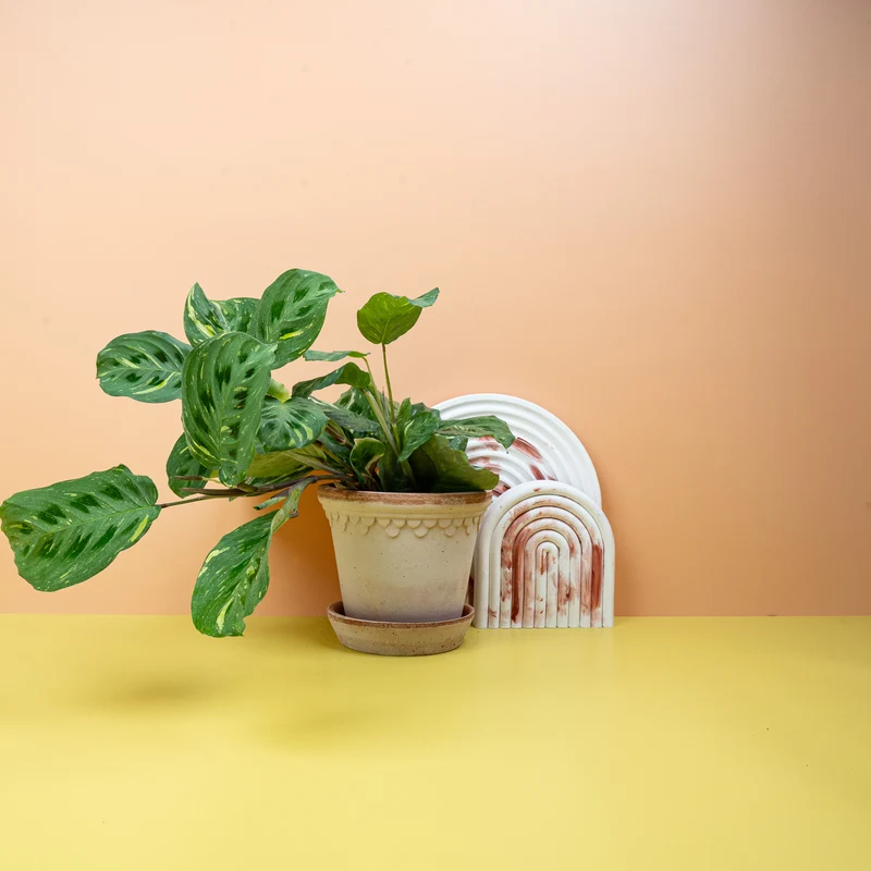 MARANTA KERCHOVEANA VARIEGATA