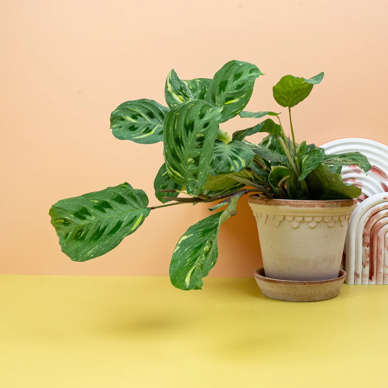 MARANTA KERCHOVEANA VARIEGATA