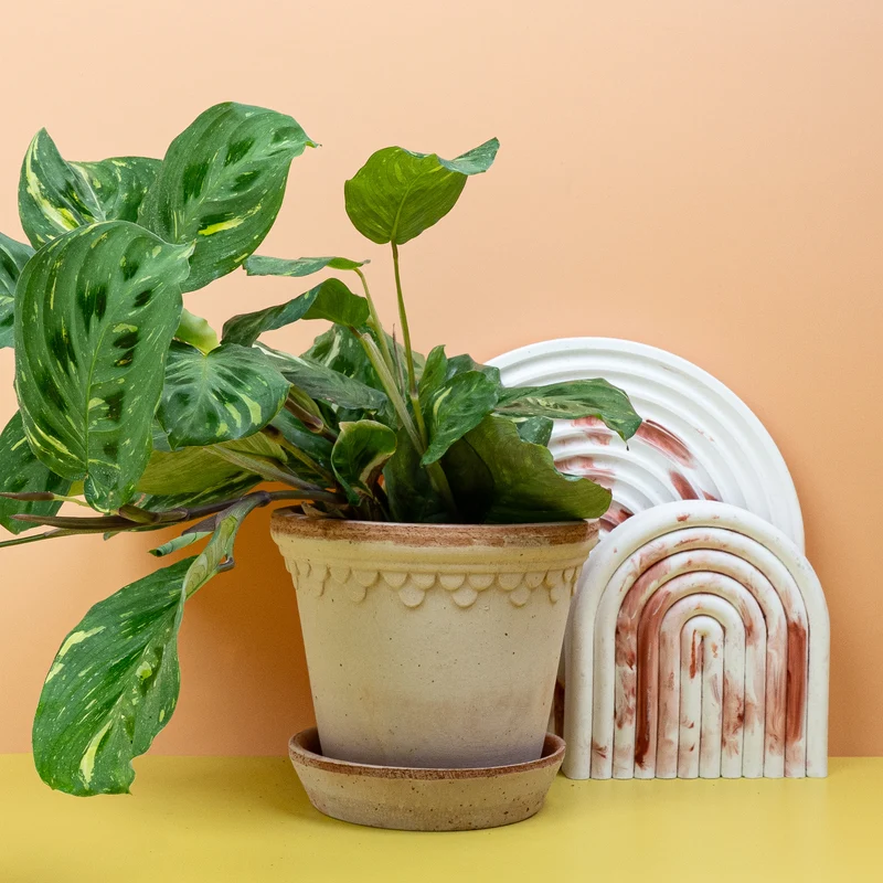 MARANTA KERCHOVEANA VARIEGATA