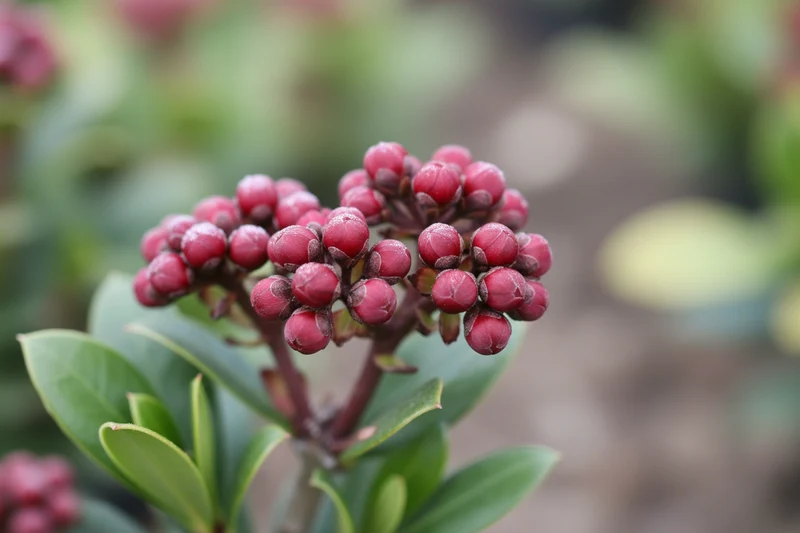 Japanische Blütenskimmie 'Rubella' / Skimmia japonica 'Rubella'