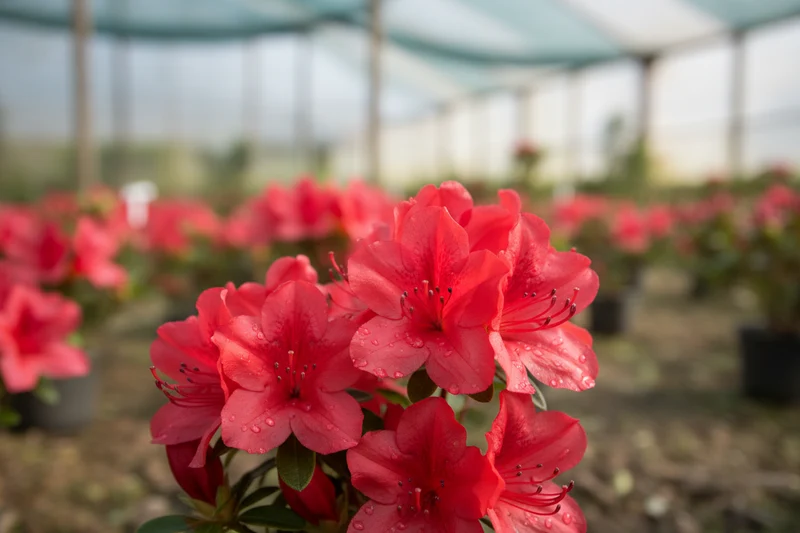 Japanische Azalee 'Little Red' / Rhododendron obtusum 'Little Red'