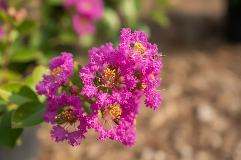 Japanische Azalee 'Canzonetta' / Rhododendron obtusum 'Canzonetta'