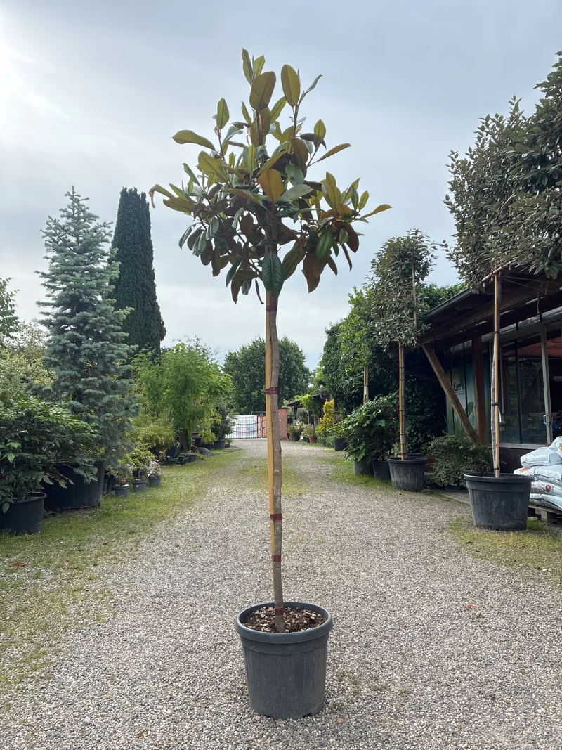 Immergrüne Magnolie / Magnolia grandiflora