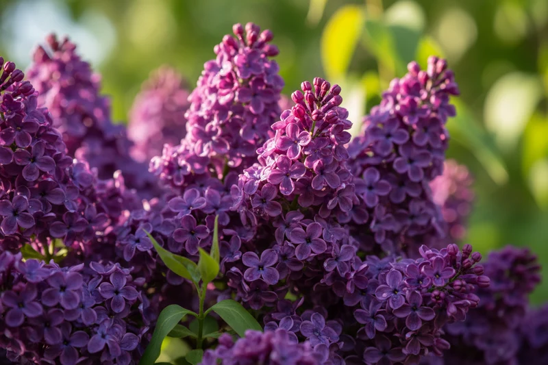 Edelflieder Bloomerang® 'Dark Purple' / Syringa Bloomerang® 'Dark Purple'