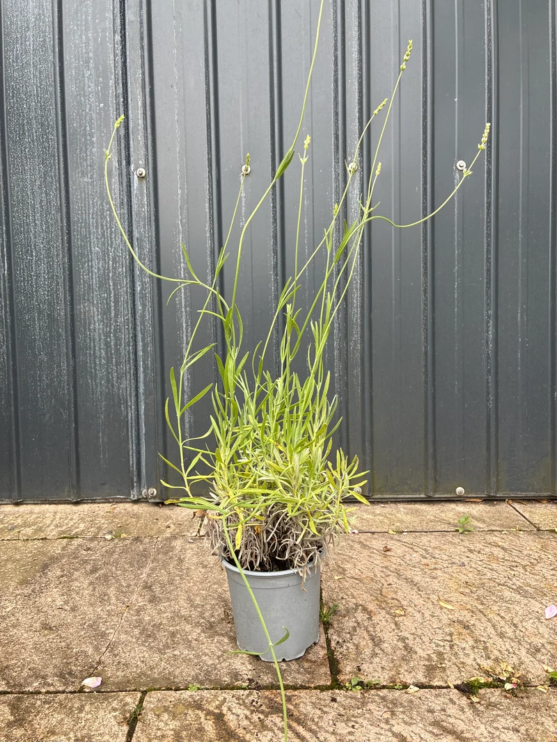 Echter Lavendel / Lavandula angustifolia