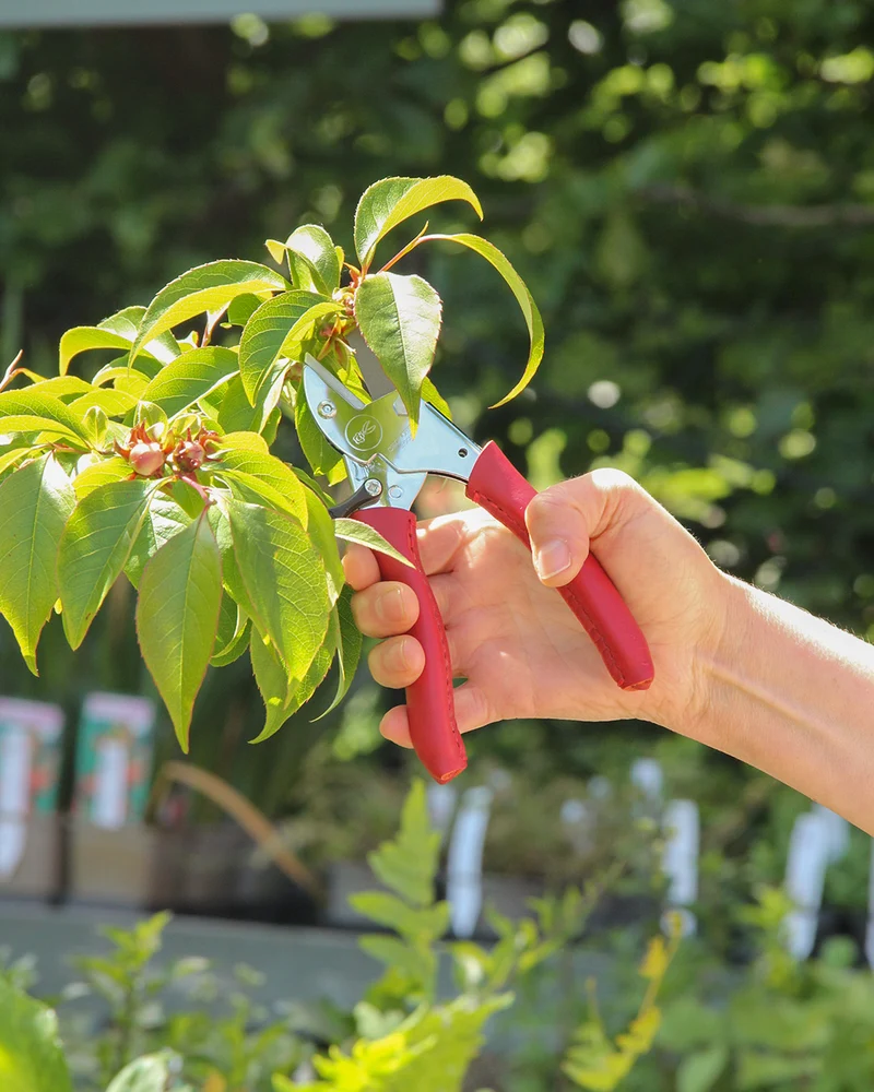 Chop Chop | Exklusive rote Gartenschere 'Chili Pepper'