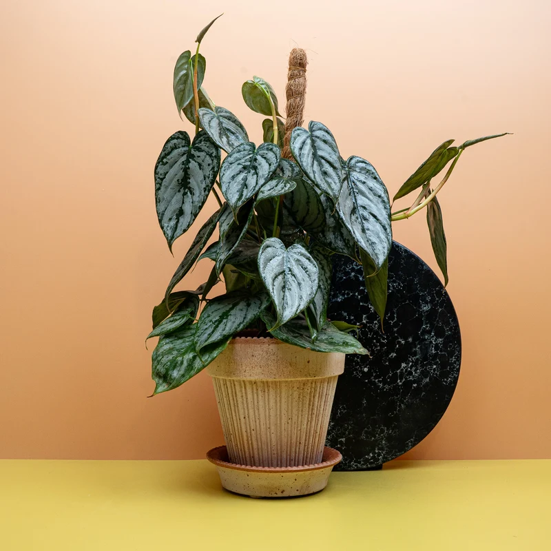 PHILODENDRON BRANDTIANUM