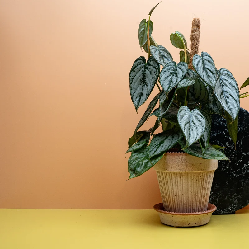 PHILODENDRON BRANDTIANUM
