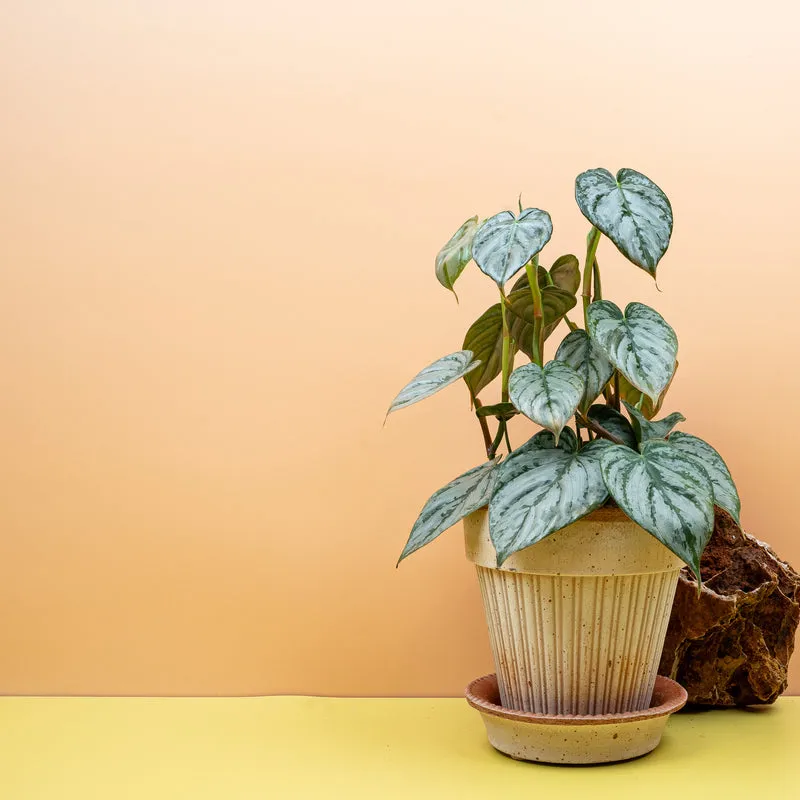 PHILODENDRON BRANDTIANUM