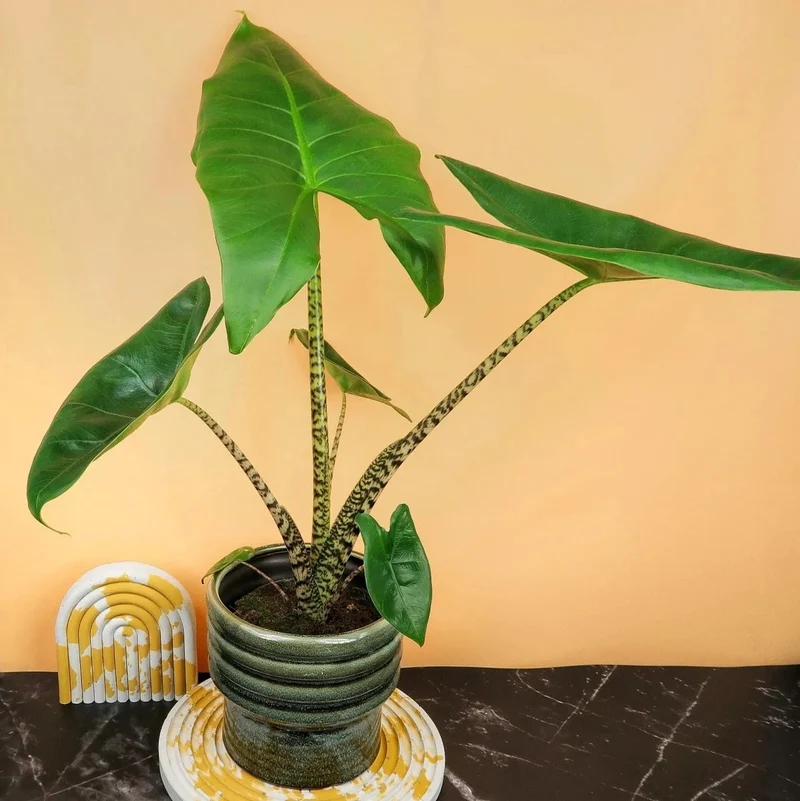 ALOCASIA ZEBRINA LITTLE