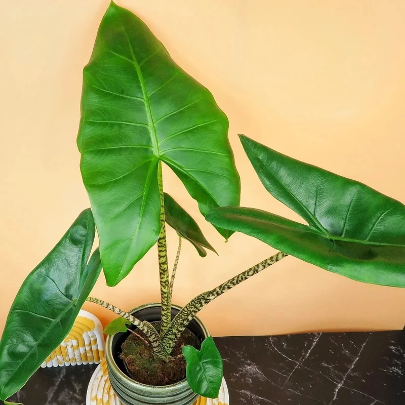 ALOCASIA ZEBRINA LITTLE