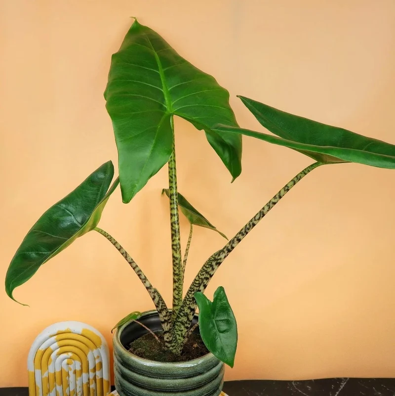 ALOCASIA ZEBRINA LITTLE