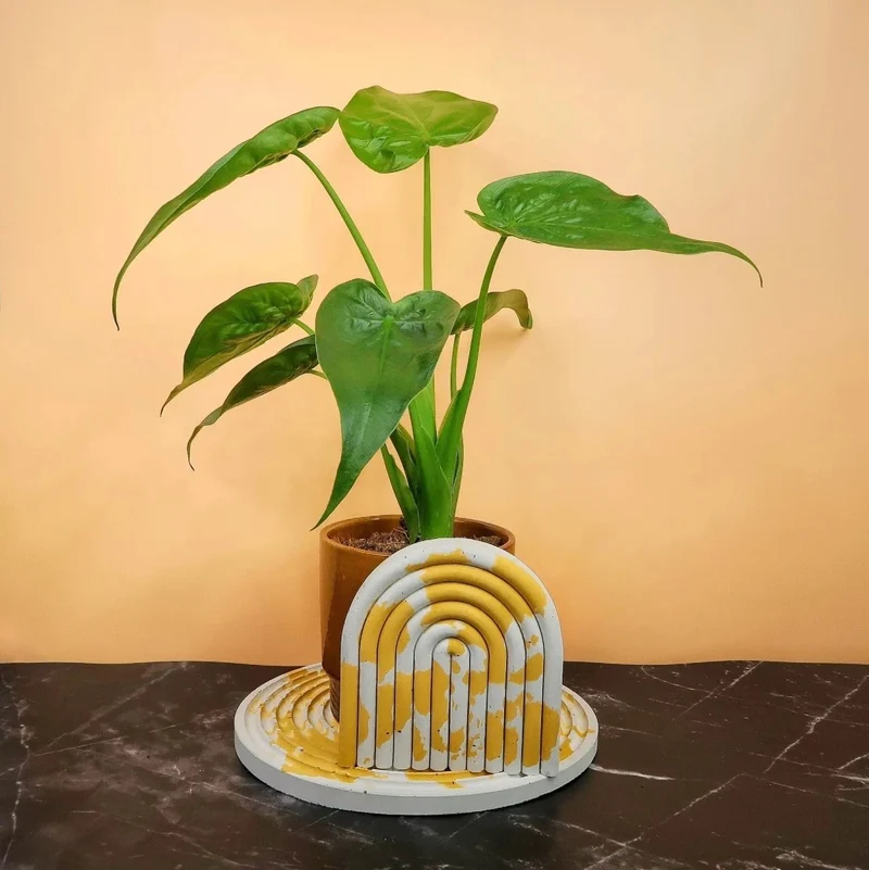 ALOCASIA CUCULLATA