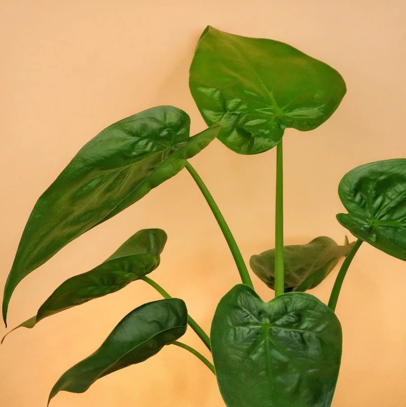 ALOCASIA CUCULLATA