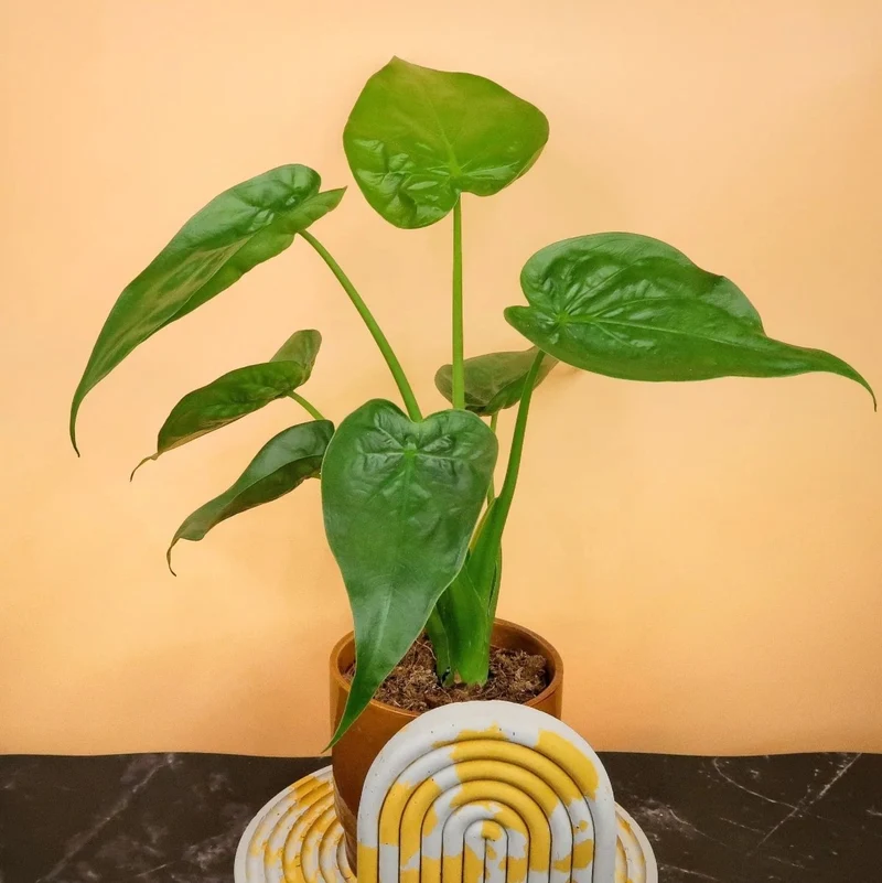 ALOCASIA CUCULLATA