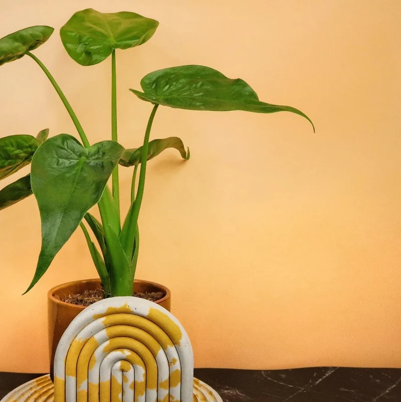 ALOCASIA CUCULLATA