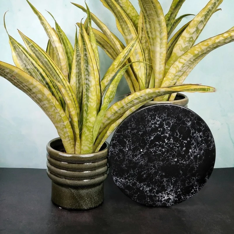 SANSEVIERIA LAUREN