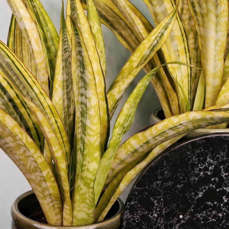 SANSEVIERIA LAUREN