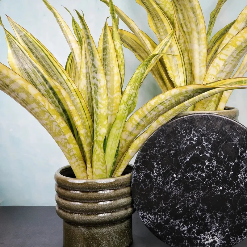 SANSEVIERIA LAUREN