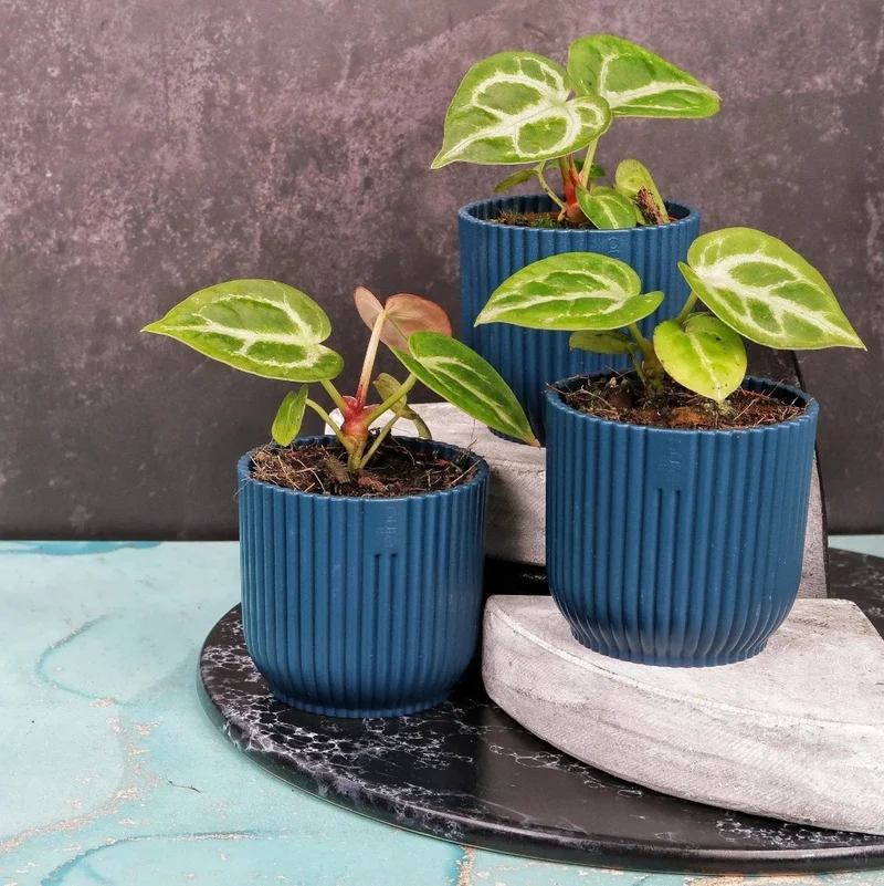 ANTHURIUM SILVER BLUSH