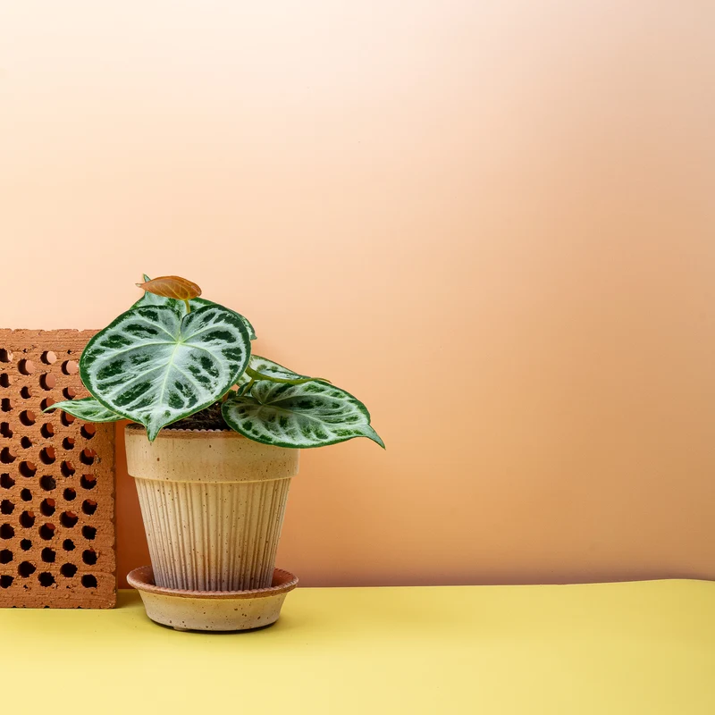 ANTHURIUM SILVER BLUSH