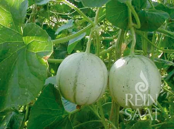 Reinsaat | Zuckermelone 'Charentais'