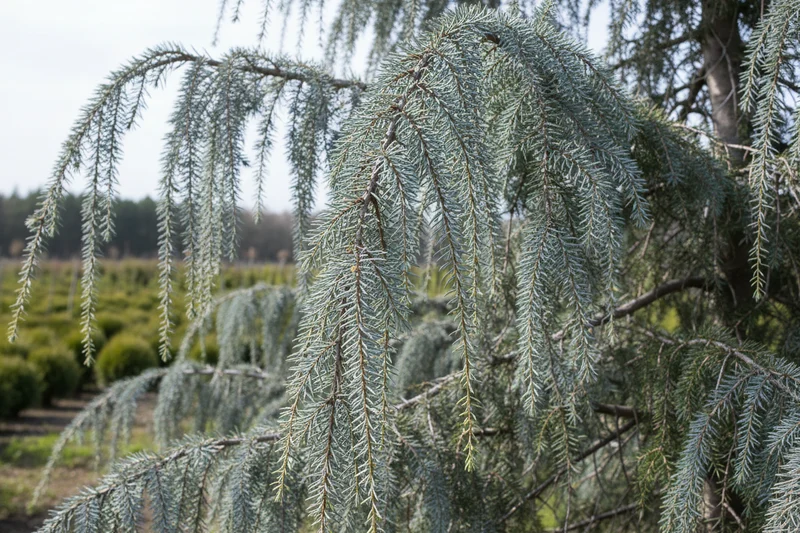 Hängende Blauzeder 'Glauca Pendula' / Cedrus atlantica 'Glauca Pendula'