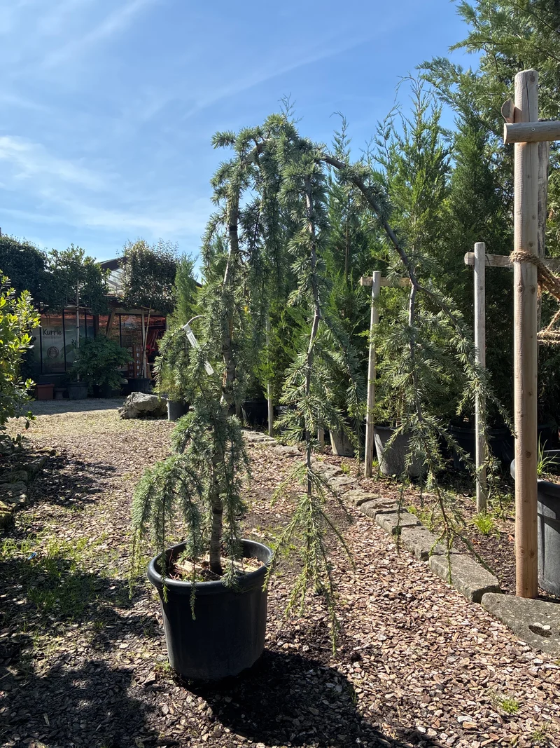 Hängende Blauzeder 'Glauca Pendula' / Cedrus atlantica 'Glauca Pendula'