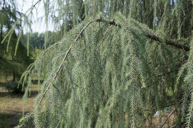 Hänge-Himalaya-Zeder 'Pendula' / Cedrus deodara 'Pendula'