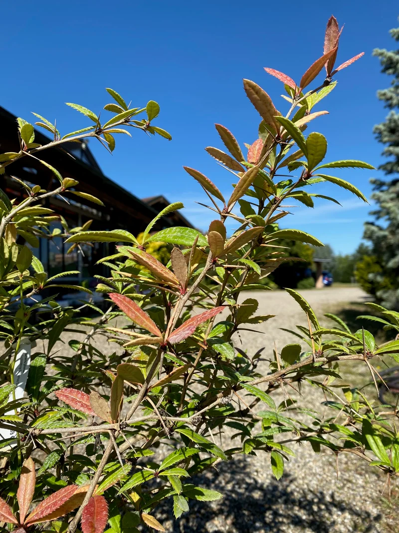 Großblättrige Berberitze / Berberis julianae