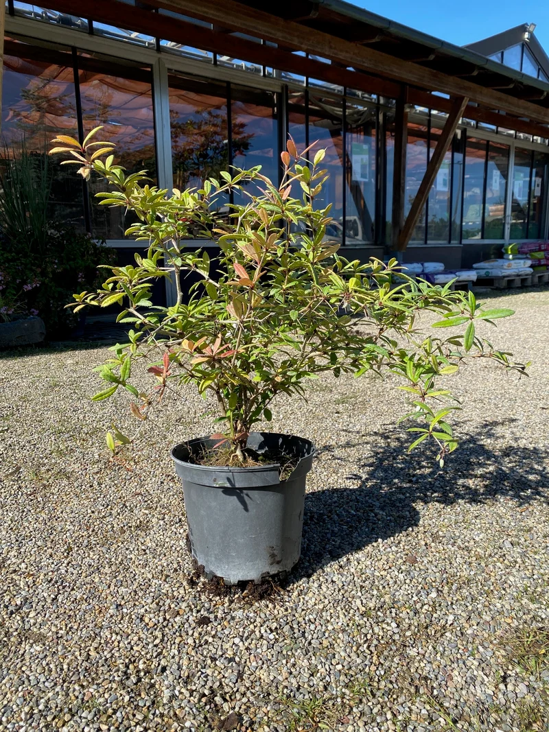 Großblättrige Berberitze / Berberis julianae