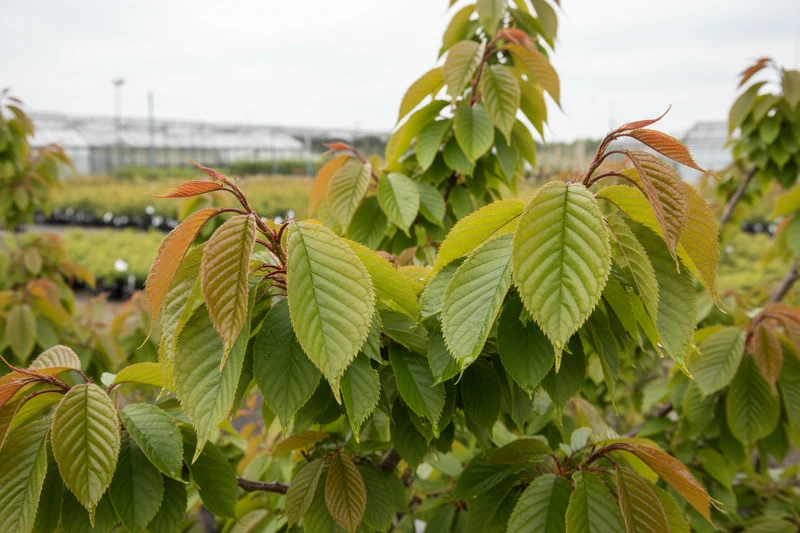 Grannen-Kirsche / Prunus serrulata
