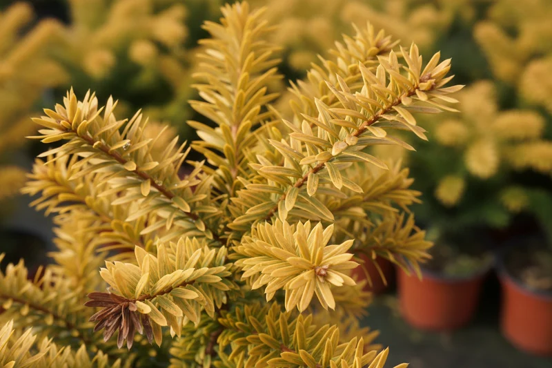 Goldeibe 'Adpressa Aurea' / Taxus baccata 'Adpressa Aurea'