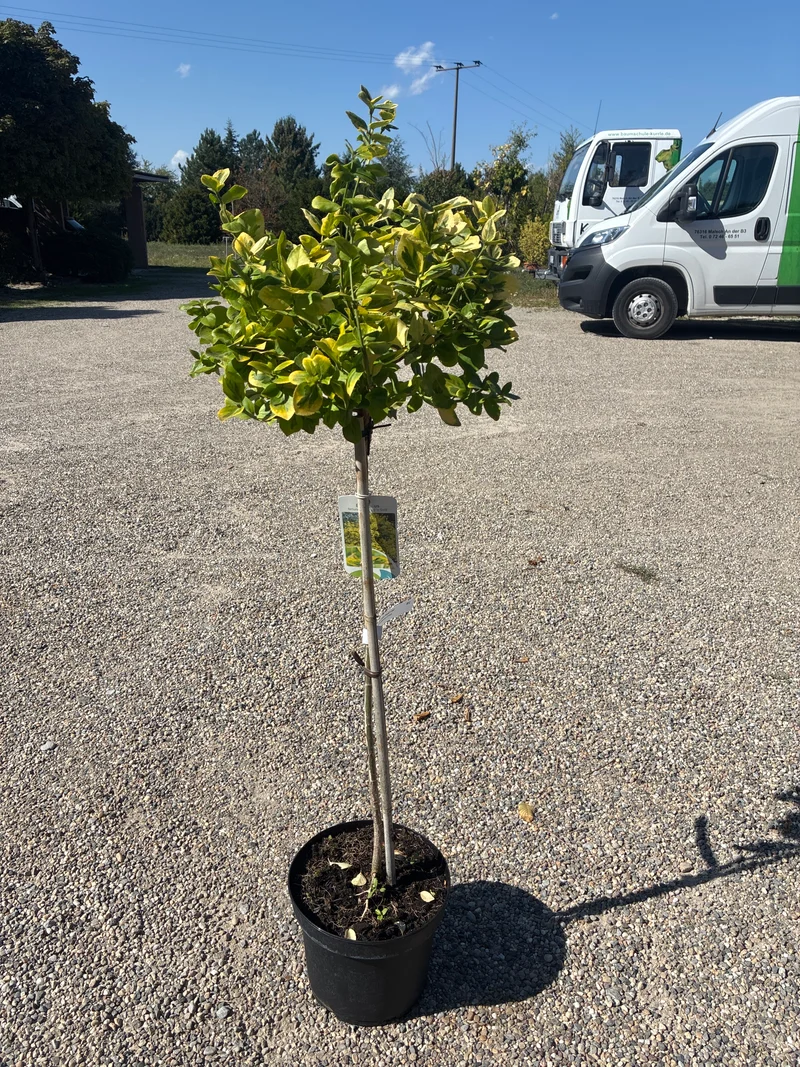 Goldbunte Kriechspindel 'Emerald´n Gold' / Euonymus fortunei 'Emerald´n Gold'