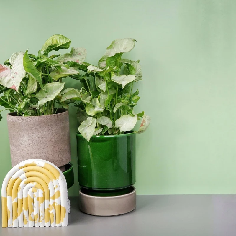 SYNGONIUM MILK CONFETTI
