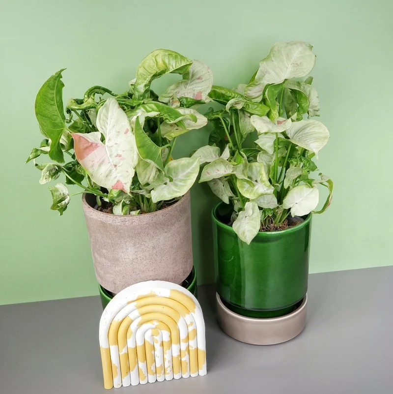SYNGONIUM MILK CONFETTI
