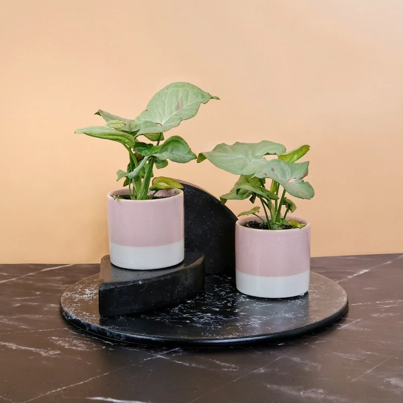 SYNGONIUM MILK CONFETTI