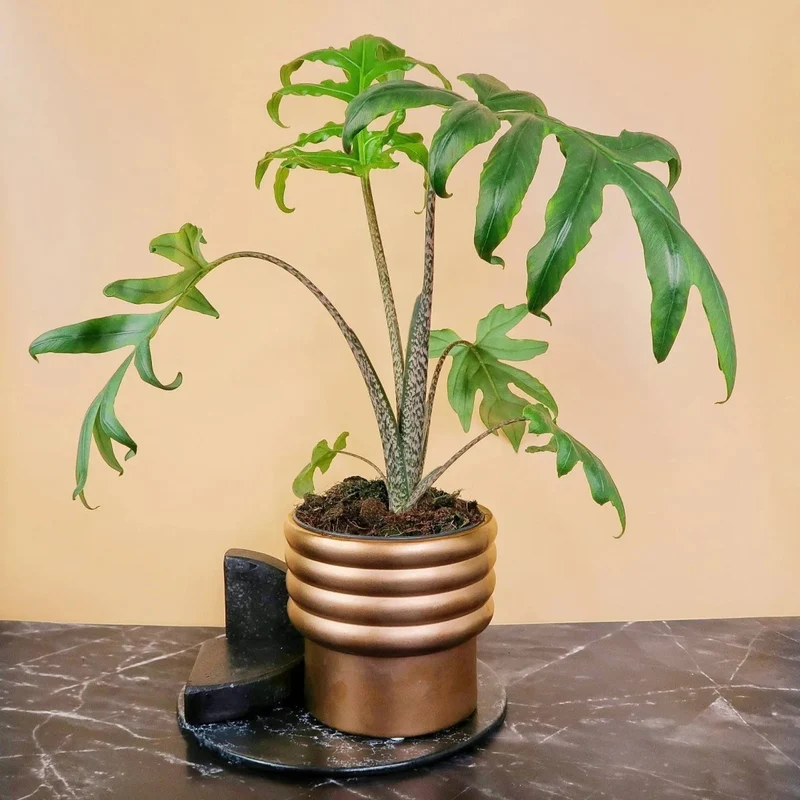 ALOCASIA BRANCIFOLIA PINK PASSION