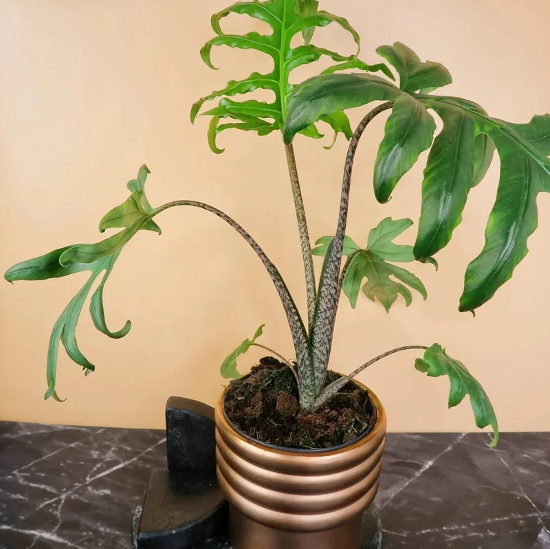 ALOCASIA BRANCIFOLIA PINK PASSION