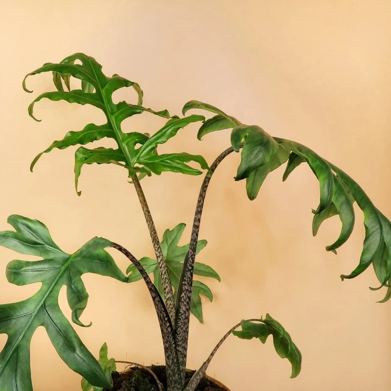 ALOCASIA BRANCIFOLIA PINK PASSION