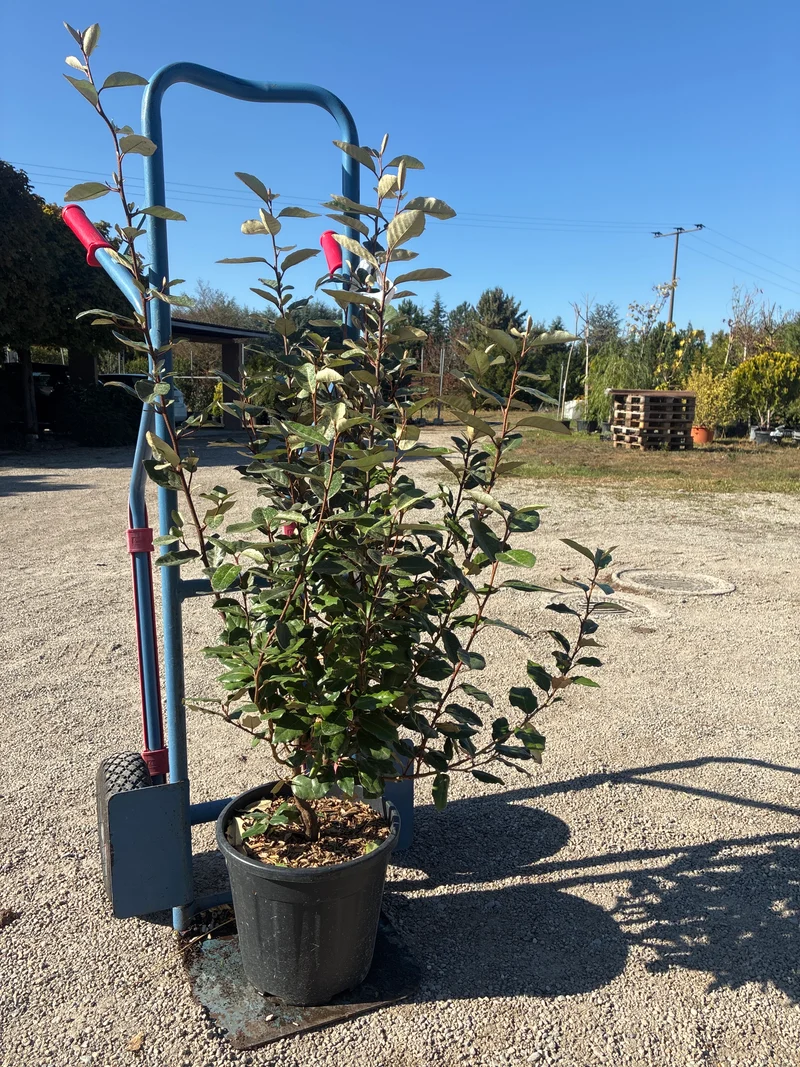 Immergrüne Ölweide 'Compacta' / Elaeagnus x ebbingei 'Compacta'