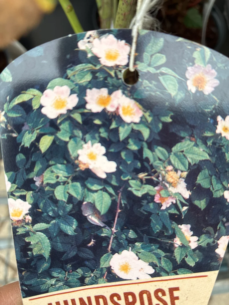 Hundsrose / Rosa canina